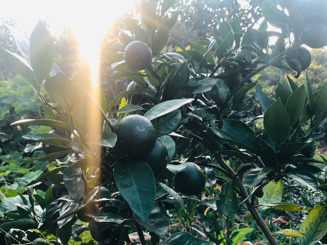 苏州西山-苏州市必去景点