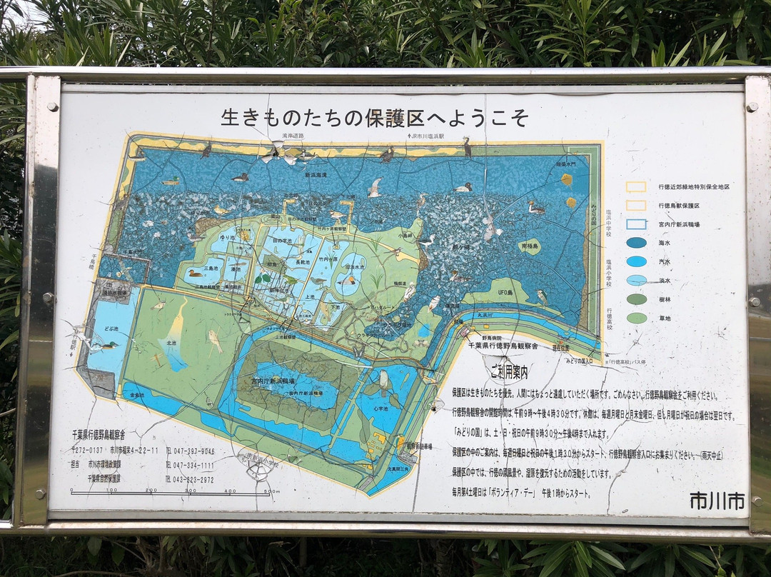 Gyotoku Birdwatching Facility-市川市必去景点