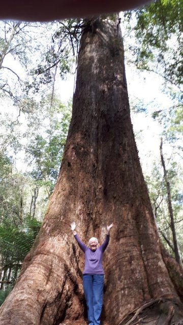 Mt Field National Park Campground-官方