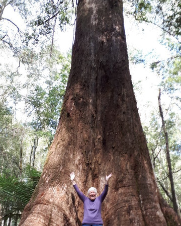 Mt Field National Park Campground主图