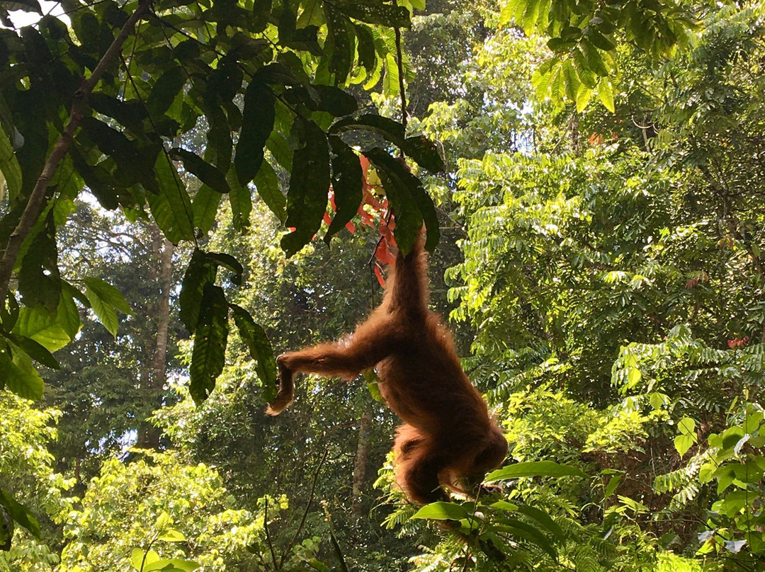 Our Jungle Trekking with Safar Ketambe-Ketambe必去景点