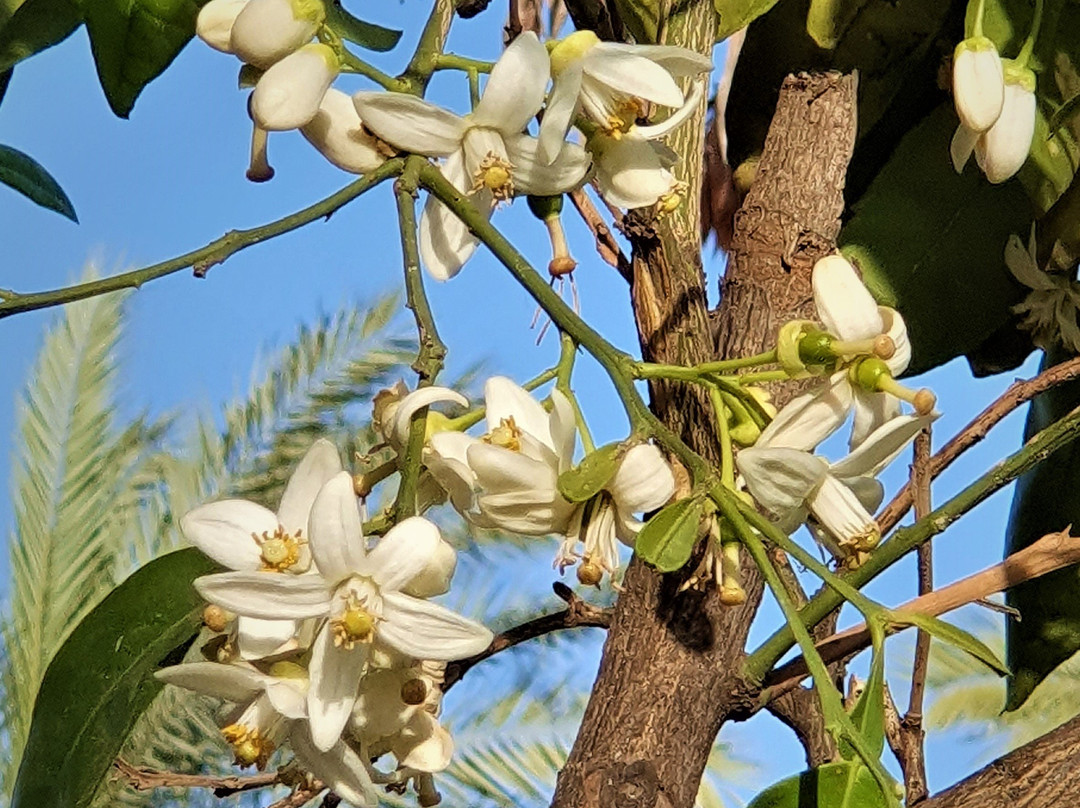 Raanana Park-Ra'anana必去景点