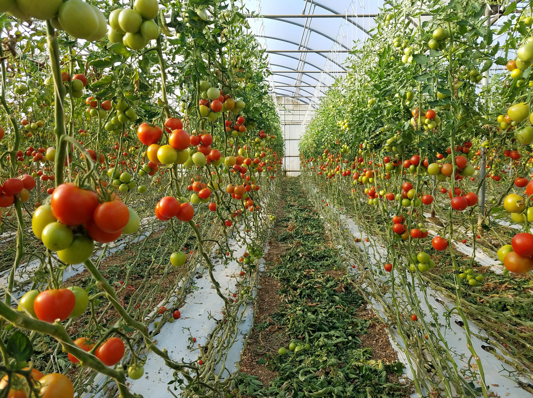 MALTA SUNRIPE-姆贾尔必去景点