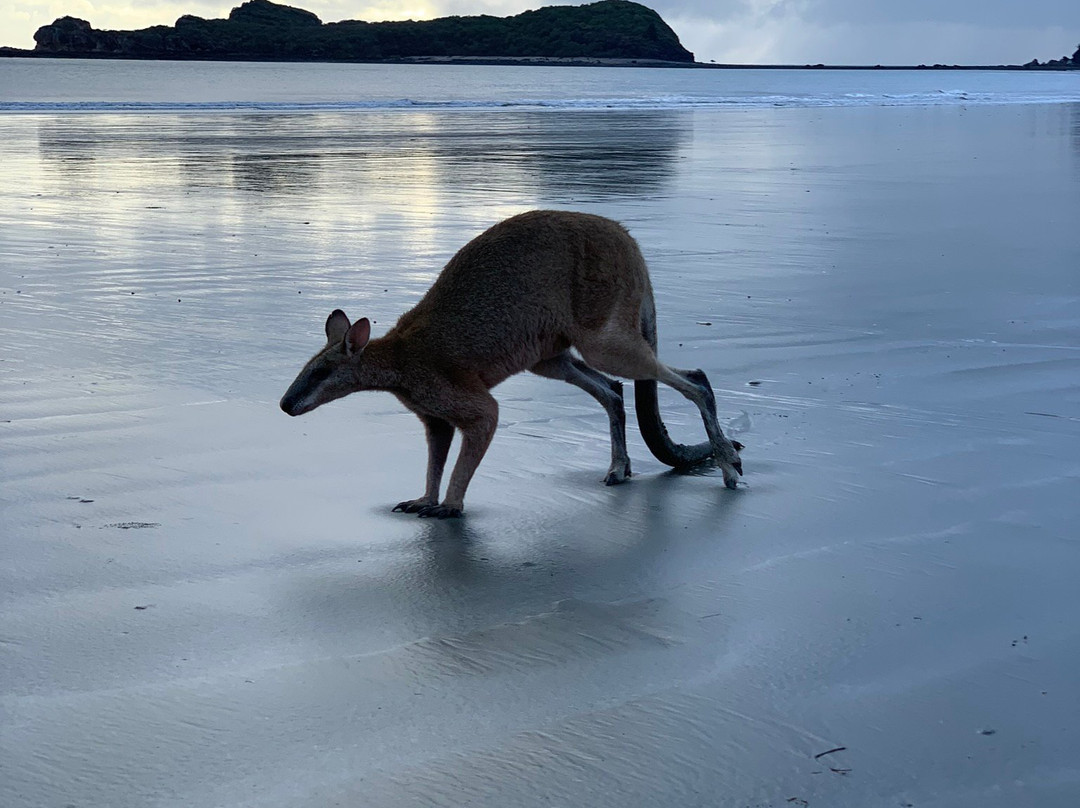 Sacred Owl Tours (Port Douglas)-道格拉斯港必去景点