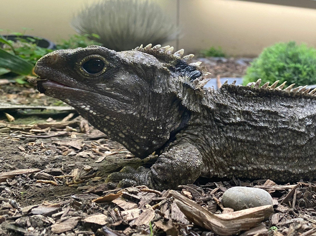 EcoWorld Aquarium & Wildlife Rehabilitation Centre景点图片