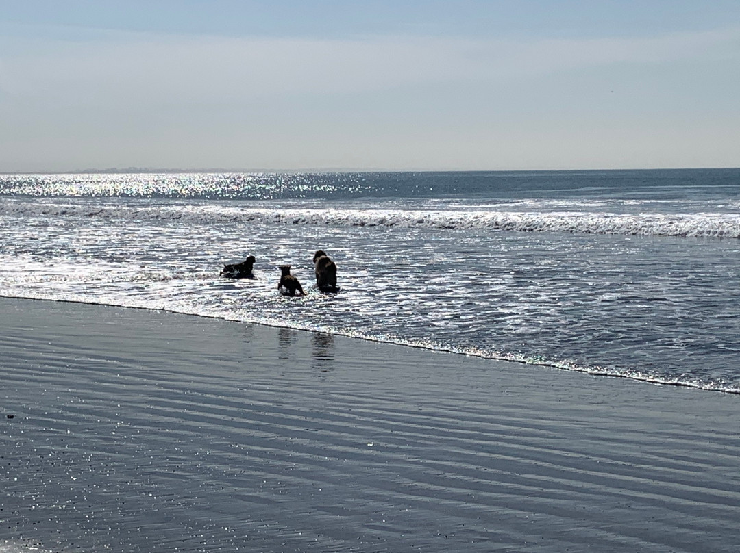 Coronado Dog Beach景点图片
