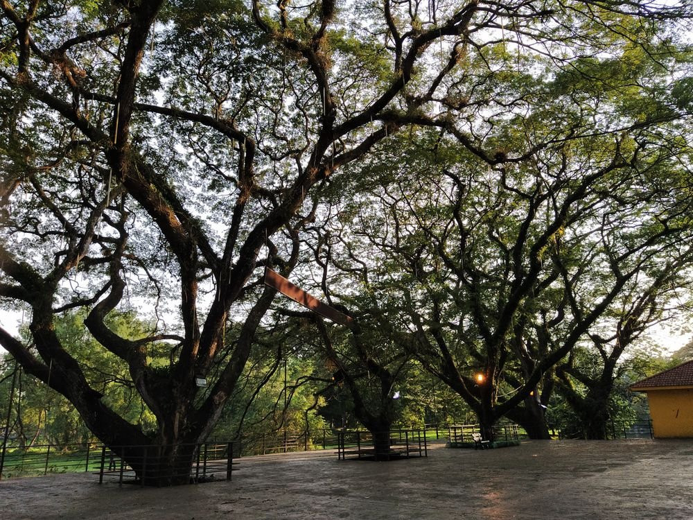 D.R. Seenivasagam Park-怡保必去景点
