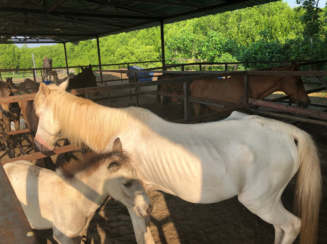 Taman Inspirasi Mertasari-沙努尔必去景点