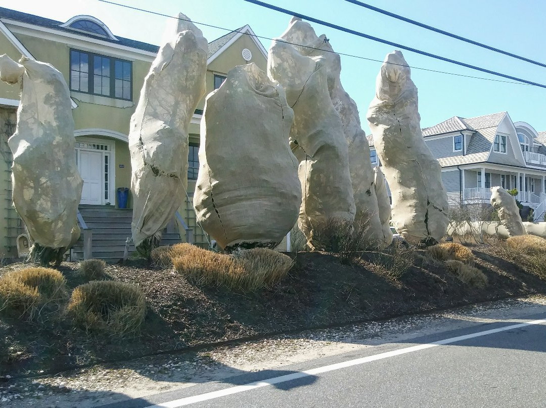 Cupsogue Beach County Park景点图片