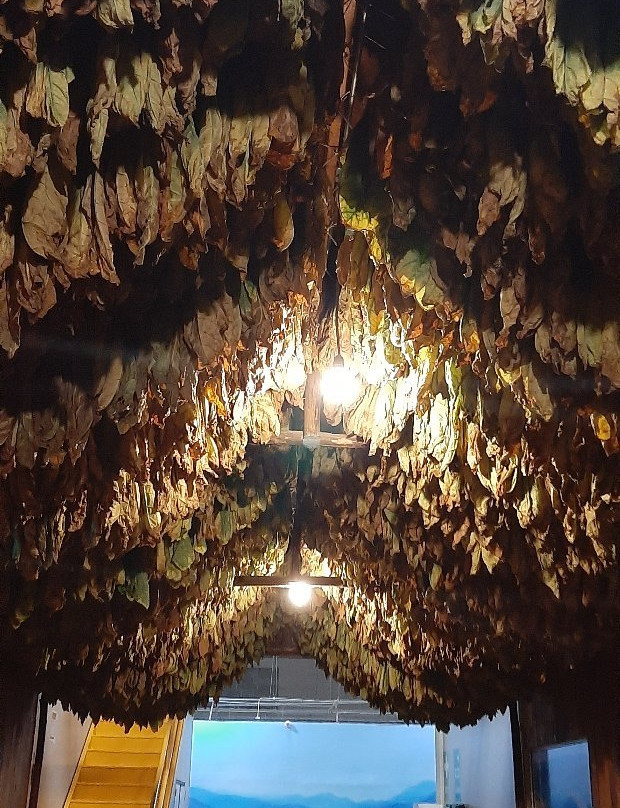 La Aurora Cigar Factory-圣地亚哥必去景点