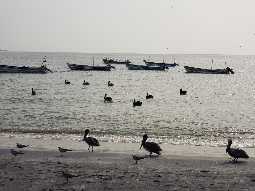Cabanas de Playa Gorgona主图