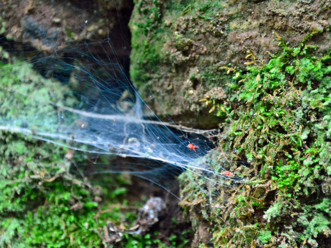 Monumento Natural Cuevas de Fuentes de Leon景点图片