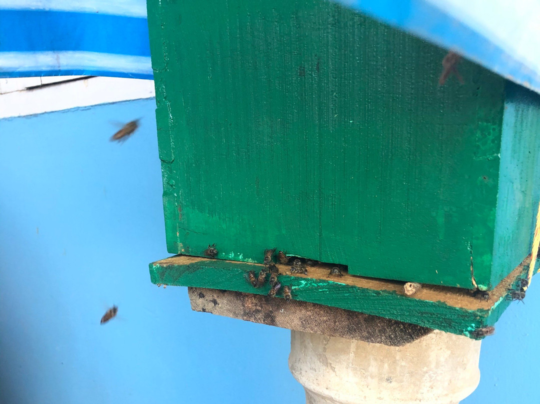 Philip's Natural Honey And Bee Farm景点图片