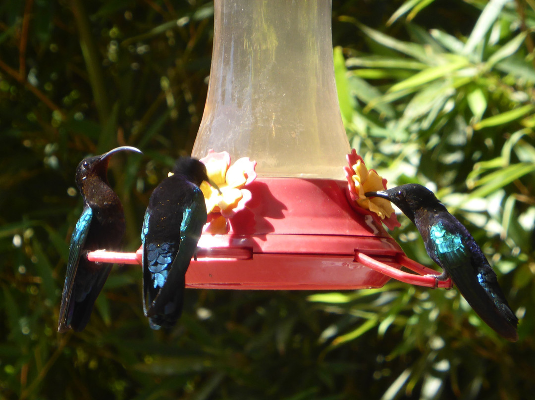 Villa du Morne Larcher主图