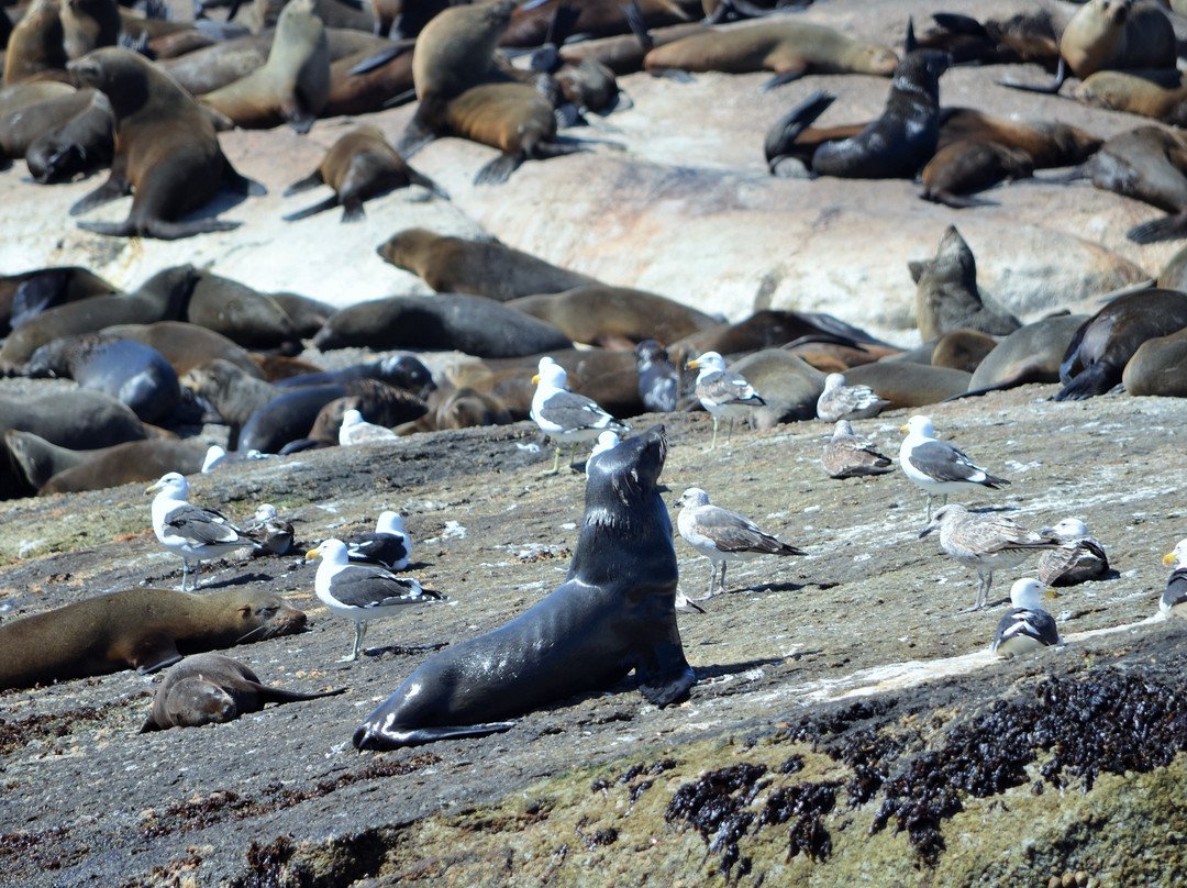 Seal Island-西开普必去景点