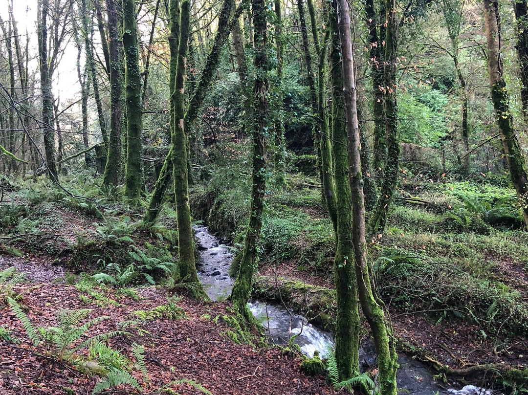 Dromkeen Wood景点图片