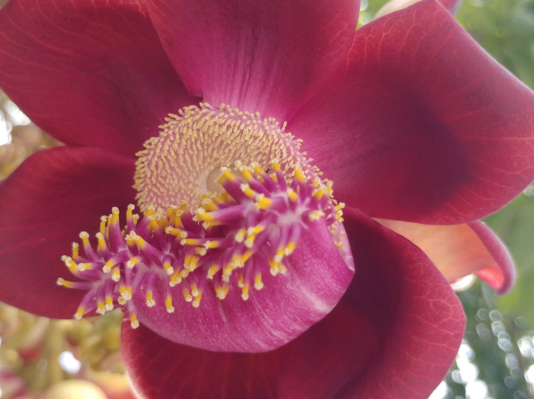 Chua Sung Duc-An Thoi必去景点