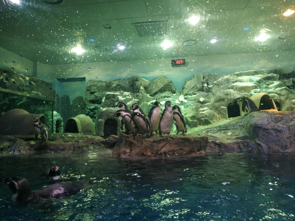 Lotte World Aquarium景点图片