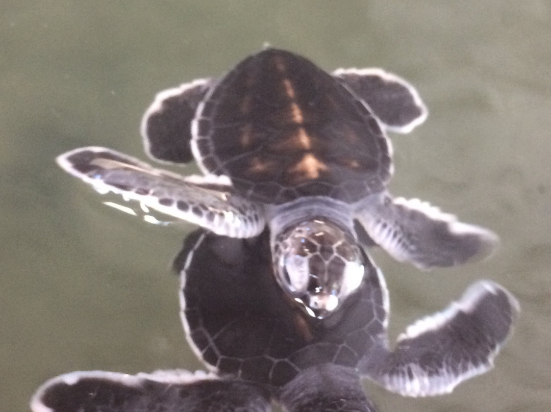 Kosgoda Sea Turtle Conservation Project景点图片