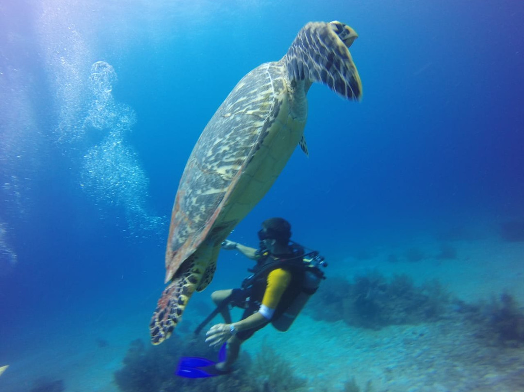 Scubaquatic景点图片