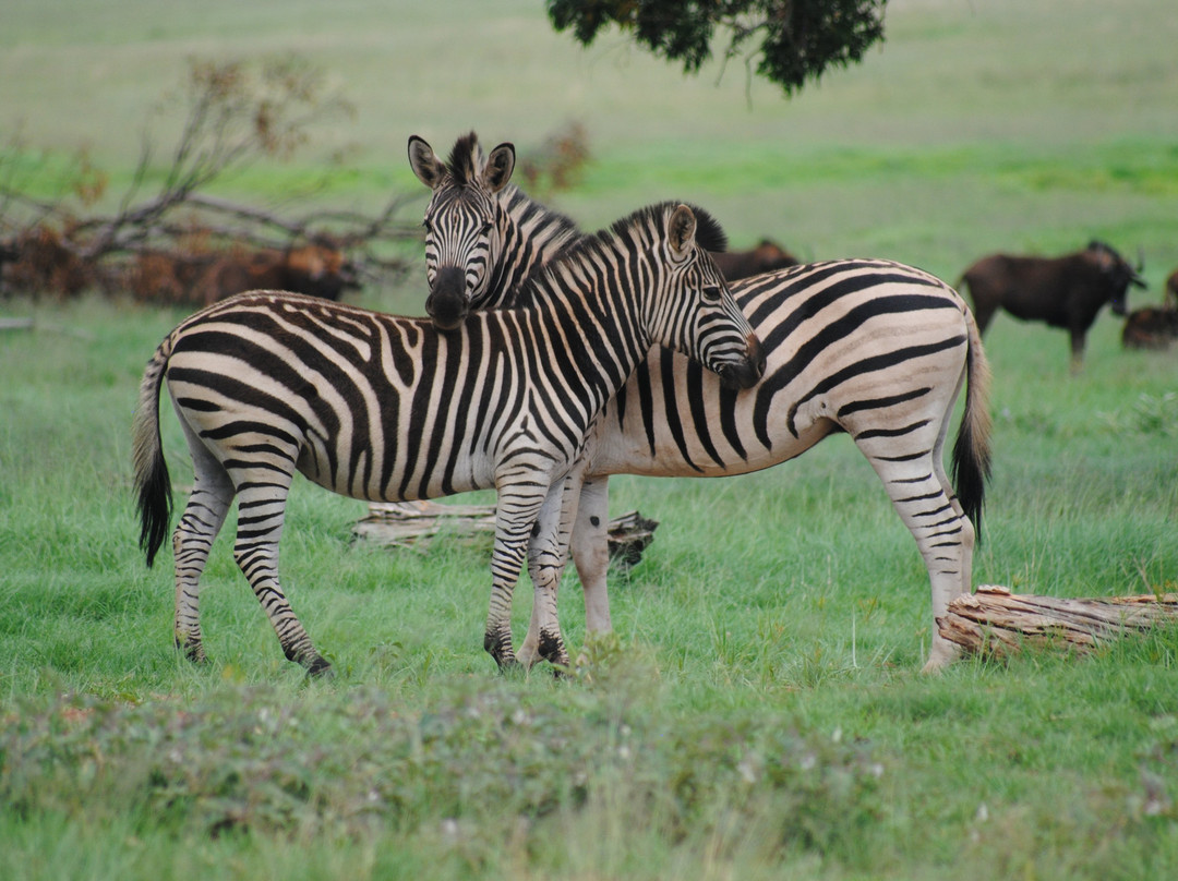 Krugersdorp Game Reserve景点图片