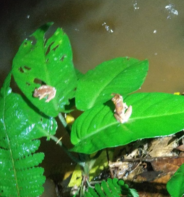 库巴国家公园-古晋必去景点
