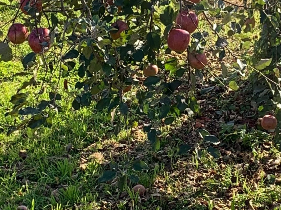 Hirota Orchard