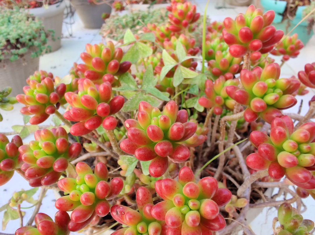 日落大酒店主图