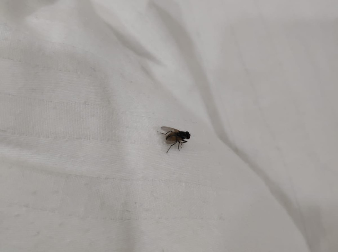 The English Garden主图