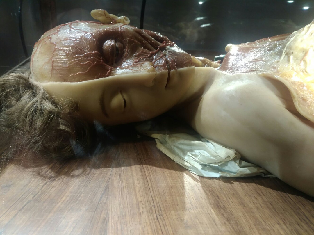 Museo delle Cere Anatomiche-卡利亚里省必去景点