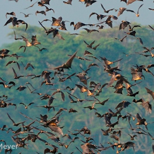 Kasanka  National Park旅游攻略图片