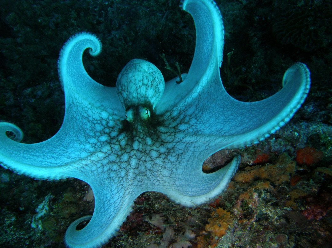 Barracuda Dive Center-位于塔甘加必去景点