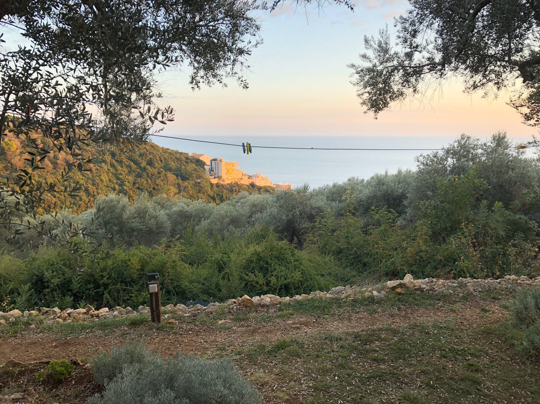 Holiday Park Olive Tree主图