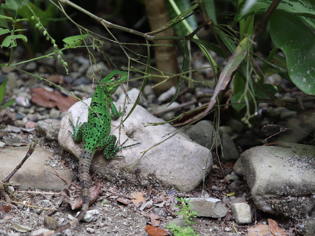 Howler Monkey Hotel主图