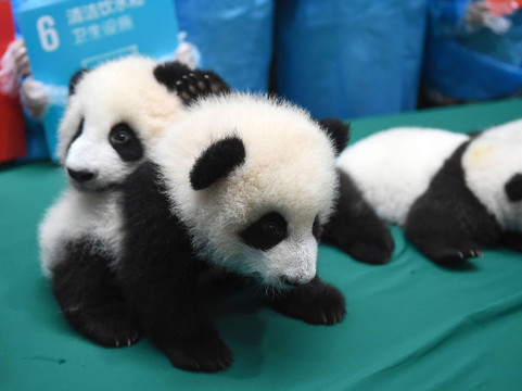 panda tour tailor-成都必去景点