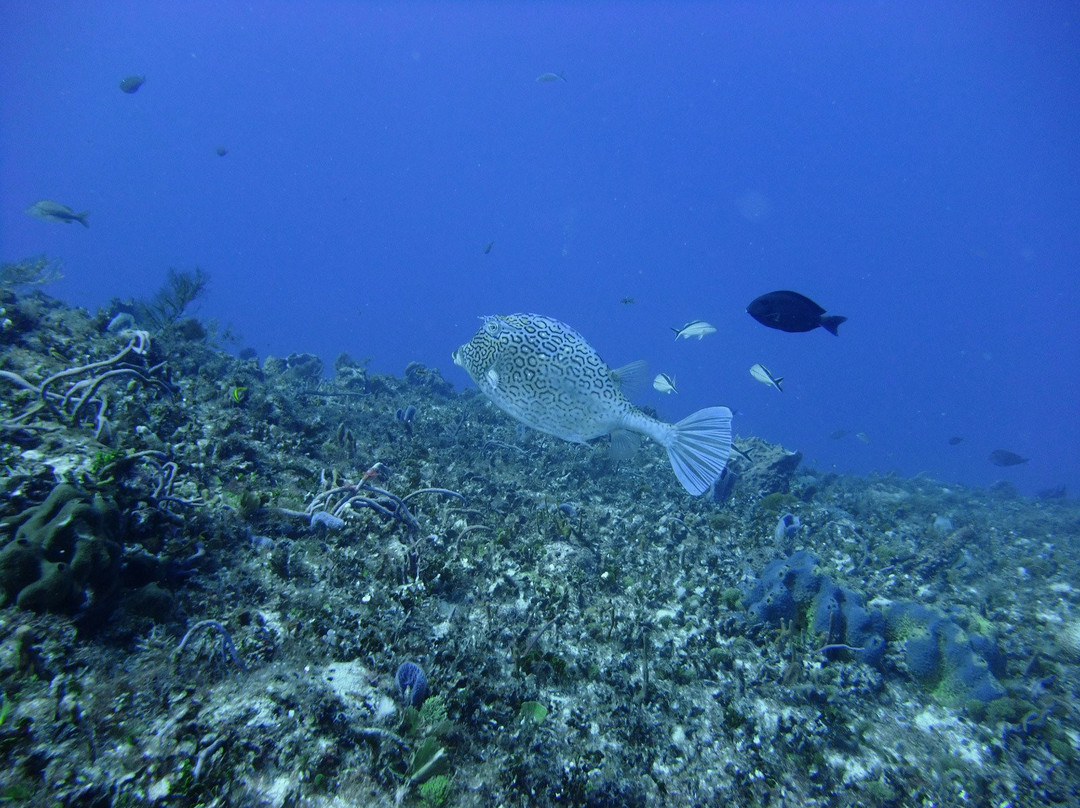 Don Foster's Dive Cayman景点图片