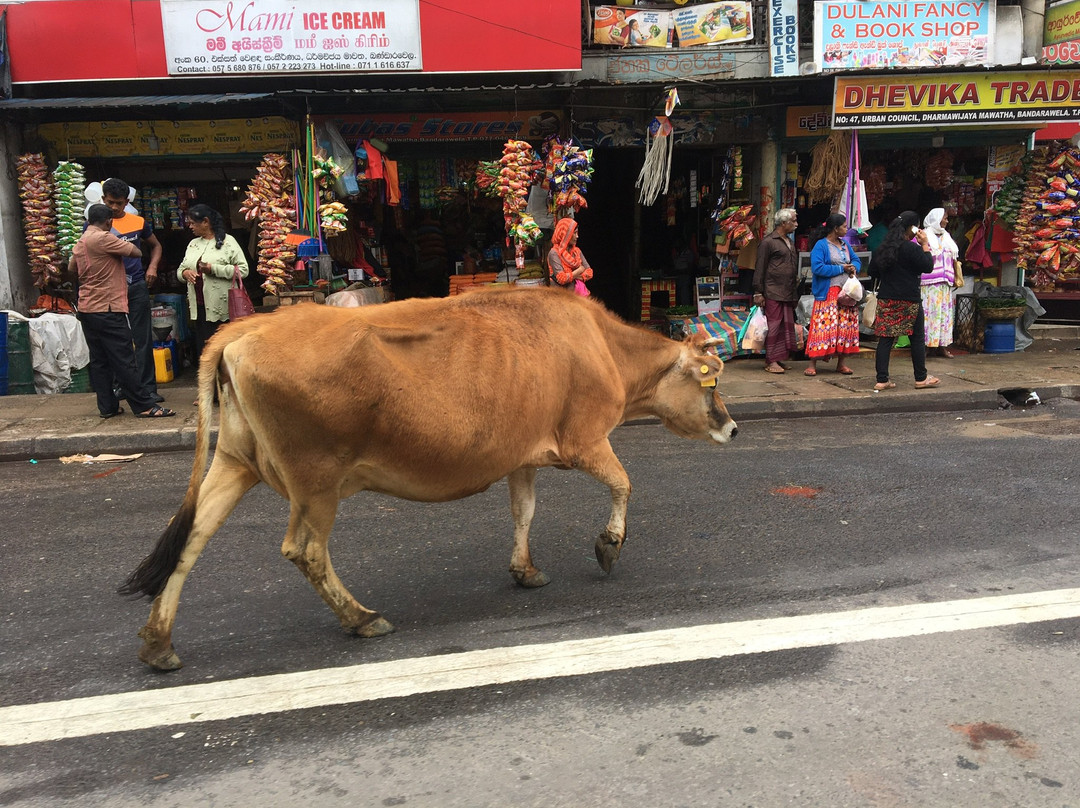 Sri Lanka Tour Driver-科伦坡必去景点