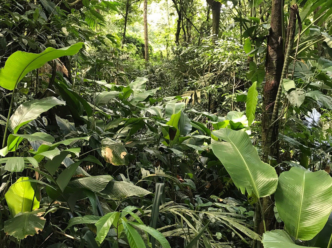 Sendero Cerro Tortuguero景点图片