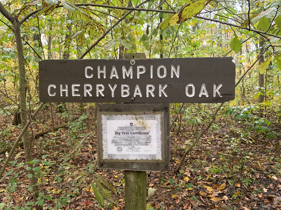 Cherrybark Oak景点图片