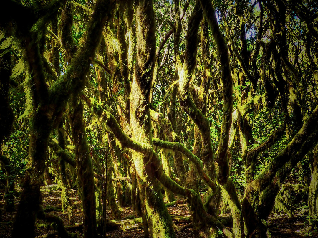 Bosque del Cedro景点图片