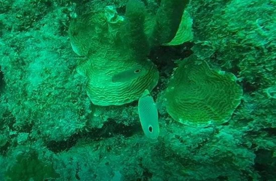 Dreamtime Dive Center-Mahahual必去景点