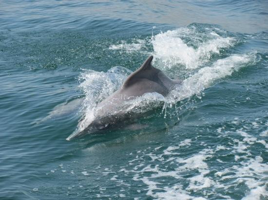 ExtraDivers Musandam-海塞卜必去景点