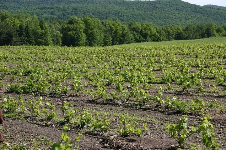 Vignoble La Mission-Brigham必去景点