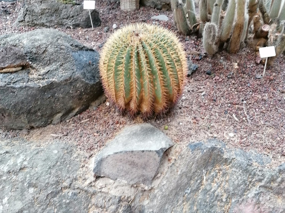 Jardín Botánico Viera y Clavijo景点图片