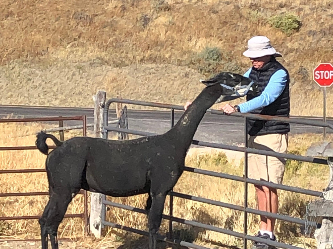 Buffalo Sage Bed & Breakfast主图