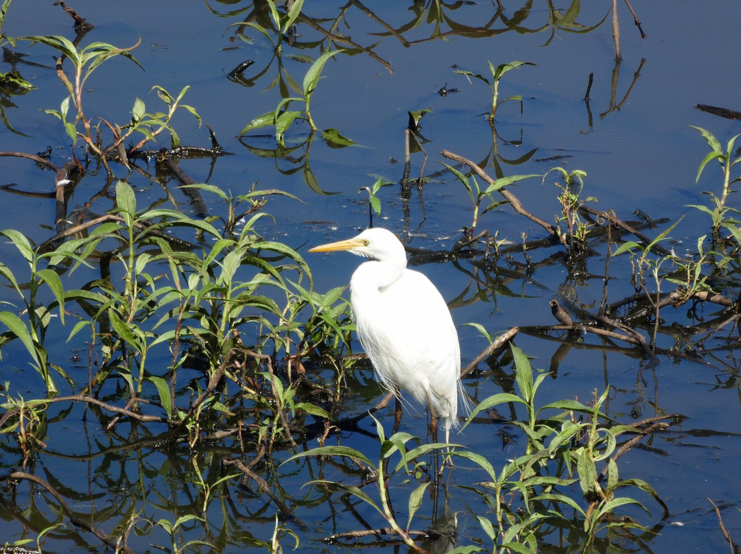 Hasties Swamp National Park景点图片