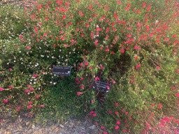 Sherwood Demonstration Garden-普莱瑟维尔必去景点