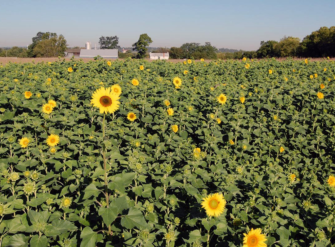 沙伦维尔旅游景点-Gorman Heritage Farm