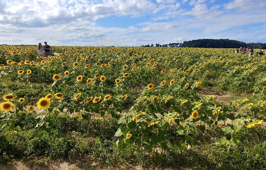 North Fork Sunflower Maze景点图片