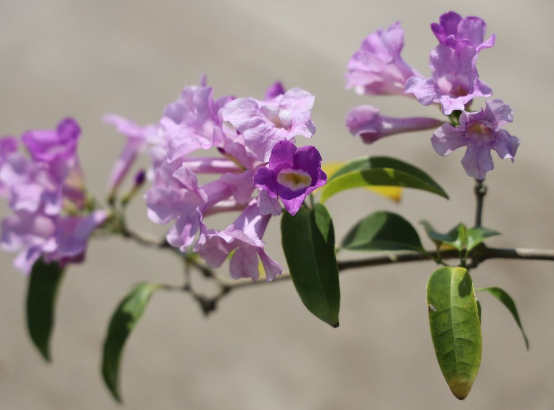 Khamthiang Flower Market-清迈必去景点